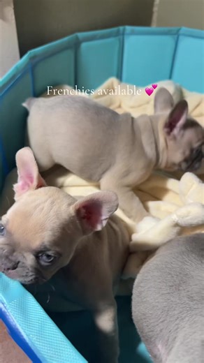 Charming Frenchies Seeking Loving Homes in Houston