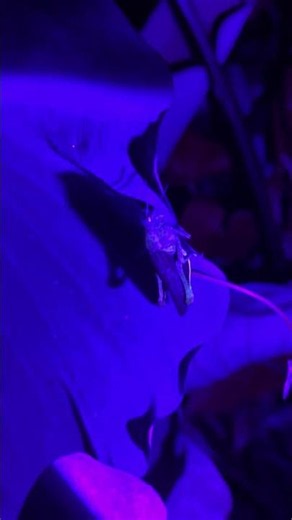 Fluorescent Grasshopper🦗 🟣 What a color!!!
