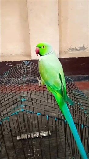 Mera Mitthu Bol Raha Hai 🦜😅 #short #talkingparot #birds