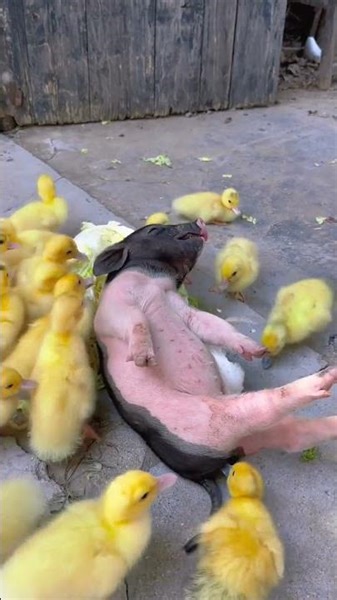 Piggy snoring while sleeping, cute pet Pig Golden Sun original