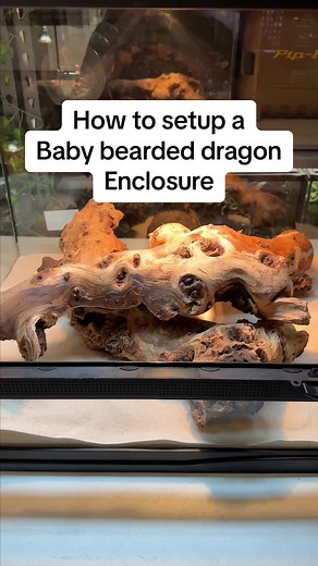 Bearded Dragon Tank Setup for Babies: Essential Guide