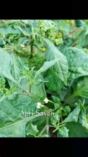 Polyphagotarsonemus latus, communément appelé l'acariose déformante ou le tarsonème est un véritable souci pour les producteurs du piment. Il est important d'inspecter régulièrement la parcelle et commencer à appliquer des acaricides dès l'observation des premiers dégâts. Agri-Savoir | Agri-Savoir