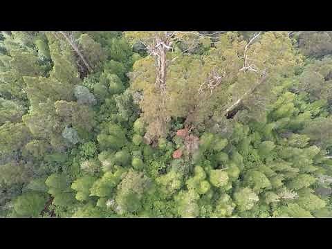 Centurion - Second tallest tree in the world- Drone footage-3DR SOLO -GOPRO