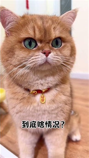 294. Yuanbao - Are you busy or not?!! #ChattyCat #CatWithFaceThatShowsAllThoughts
