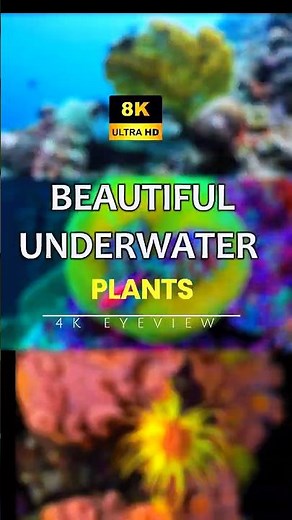 3 BEAUTIFUL UNDERWATER PLANTS 🌿🌊 | Hidden Ocean Gems