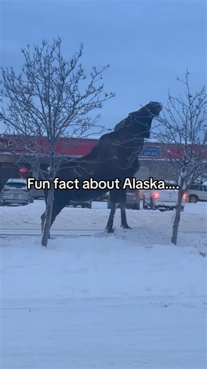 Li Swavey on Instagram: "Alaska is very diverse! It’s plenty of cultures here to explore👀 #alaska #liswavey"