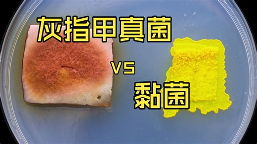 黏菌能吃掉灰指甲真菌吗？实验告诉你真相