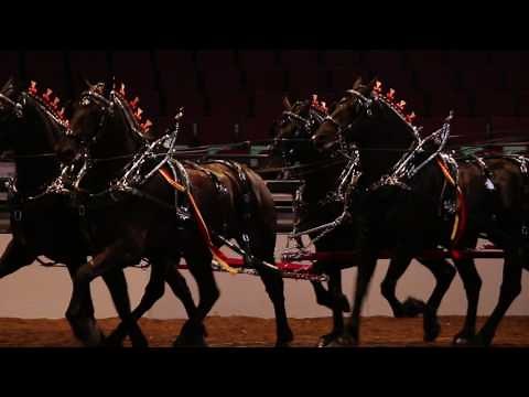 2017 Calgary Stampede Heavy Horse Show - Percheron Six Horse Hitch