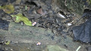 Black ants are carrying their food. They are going towards their colony in a disciplined manner in a line. They are carrying termites in their mouths. This is their favourite food. Slow motion video.
