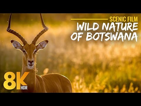 Wild Africa in 8K HDR | Chobe National Park Safari With Real Nature Sounds & Calm Music