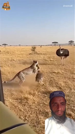 Surah Al-Ikhlas with Egzon Ibrahimi's Emotional Voice #egzonibrahimi #animals #shorts #youtubeshorts