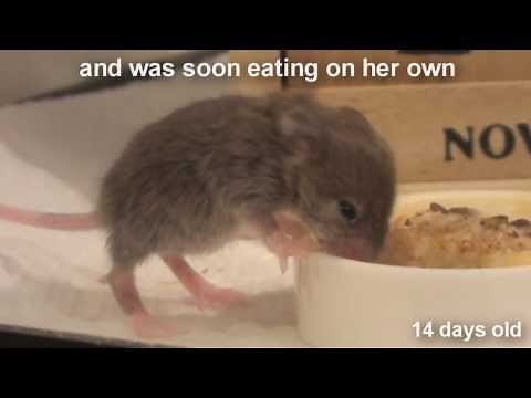 Raising a Baby Mouse 10/10 Weaning