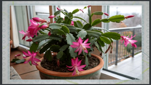 Keep Your Christmas Cactus Blooming