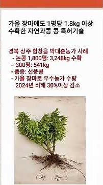 가을장마에도 평당 1.8kg 생산한 자연과콩 특허기술