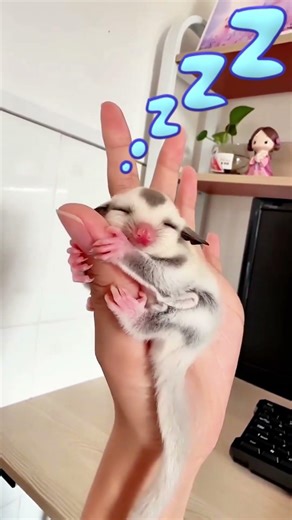 adorable sugar glider baby cute 蜜袋鼯 嬰兒 フクロモモンガ 赤ちゃん #フクロモモンガ #sugarglider #蜜袋鼯 #shorts #pets