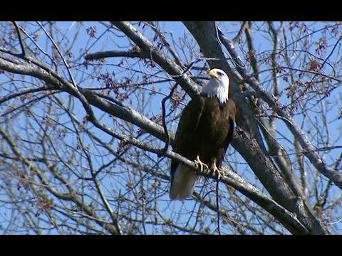 Discover Wisconsin: Wisconsin Birding