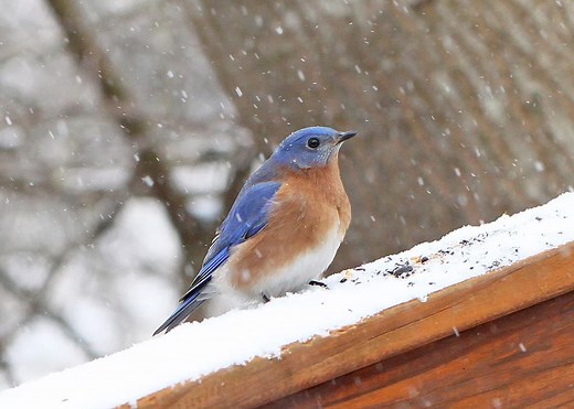 What to Feed Bluebirds in the Winter - Bluebird Landlord