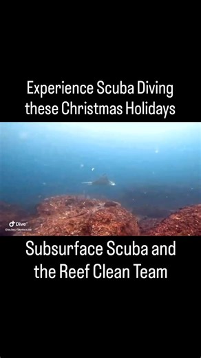 Subsurface Scuba on Instagram: "Experience Scuba Diving on our very own AMAZING local reefs these Christmas Holidays, Join Subsurface Scuba + the Reef Clean Team Sunshine Coast for unforgettable underwater experiences. ✅ Try Scuba – No experience needed! ✅ Get Certified – Learn how to scuba dive! Whether it’s your first breath underwater or your next big dive 🦈 Scuba Dive with SHARKS 🐢 Swim with TURTLES 💙 Explore our breathtaking reefs in Noosa, Mooloolaba & the Gold Coast! 📅 Book your Chris
