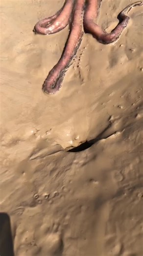 timoshooter (@timoshooter5)’s videos with original sound - nasser 1