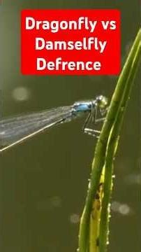 Dragonfly Vs Damselfly Defrence in hindi | #shorts #trending #viral