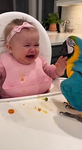4.1M views · 92K reactions | Baby’s mad, parrot’s having fun 列 ...
