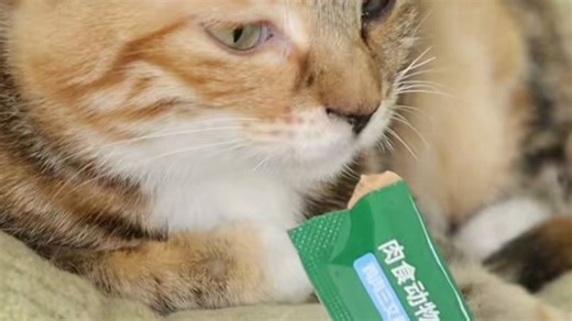 还在焦虑宠物换季不适？VCare免疫营养条，巩固防御力在线！