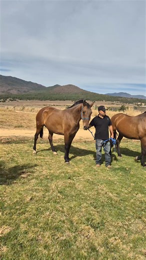 6.7K reactions · 84 shares | Promocion especial Lote de 4 yeguas todas cargadas con sementales importados Se van a muy buen precio Pregunte por la de su agrado CONTAMOS CON SISTEMA DE PAGO  Contacto ☎️ 33 3218 8178 ☎️ 3338095341 ☎️ 333 107 2123 Envíos a cualquier parte Estamos ubicados en Talpa de allende jalisco México | Yeguada Hacienda Peña Caballos frisones | Facebook