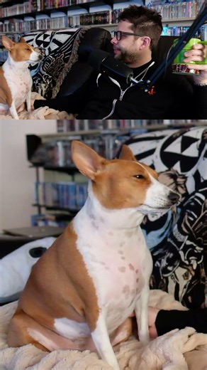 Exclusive Interview with a Basenji! | #basenjiboyplays on #Twitch