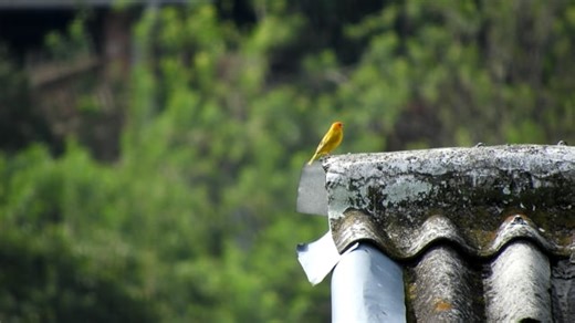 Bird, Canary, Colombia. Free Stock Video