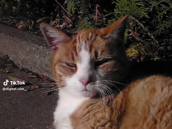 Mastering Digital Camera Techniques for Cat Videography