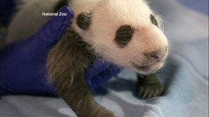 Index: New Baby Panda at National Zoo Has a Name