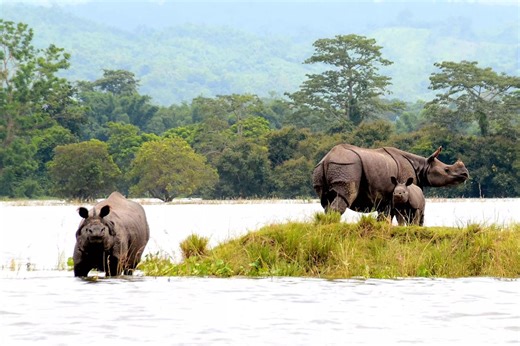 National Parks Of Assam: Rich Biodiversity Of The National Parks Of Assam