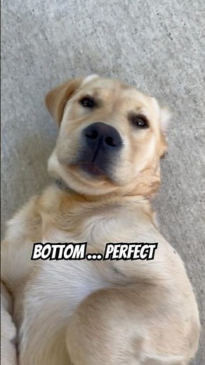 Golden Labrador Puppy Perfect From Every Angle!