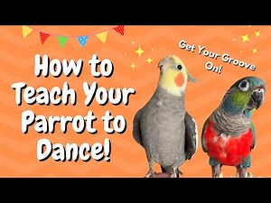 How to Teach Your Parrot to Dance! | BirdNerdSophie