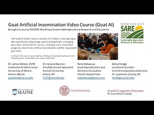 Goat Artificial Insemination - Video 3 - Synchronizing the Timing of AI - James Weber