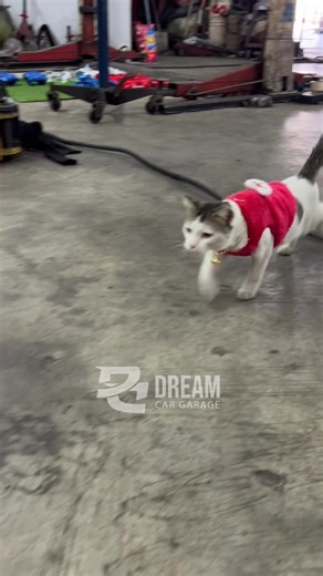 #dreamcargarage #originaltaukeicecream #icecream #happycat #cat