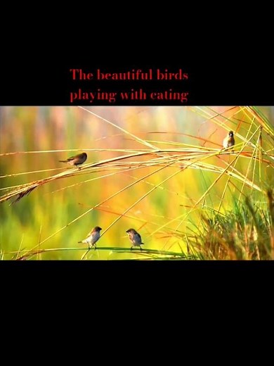 Beautiful Indian birds play time #naturelovers#beautful #birdwatching#birdfeeding#viral #shortsvideo
