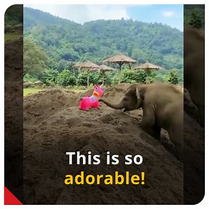 33K views · 298 reactions | Elephants are the gentle giants we all know and love - but baby elephants are even better. This video of a baby elephant having fun in sand with his toy is too cute to ignore! (Video: Madeyousmile/Twitter) #Elephants #BabyElephant #Adorable #CutenessOverloaded #AnimalVideo #Wildlife | India Today | Facebook