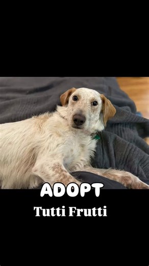 MEET TUTTI FRUTTI Your holiday miracle wrapped in scruff, spots, and 45 pounds of pure joy Fostered in Bergen County, NJ Vetted • Spayed • Chipped Age: 20 months Available in: NY, NJ, CT, PA, ME, VT, VA, DE, MD, DC, RI, NH About Me: I’m Tutti Frutti—a festive little firecracker with a heart full of sugarplums and zoomies. I’m sweet, scruffy, and spotted like a snowflake that decided to be fabulous. I love to run, snuggle, and spread cheer like it’s my full-time job. Holiday Highlights: Good with