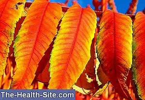 Rhus Toxicodendron: Επιδράσεις Και Ενδείξεις 💊 Επιστημονική-Πρακτική Medical Journal - 2025