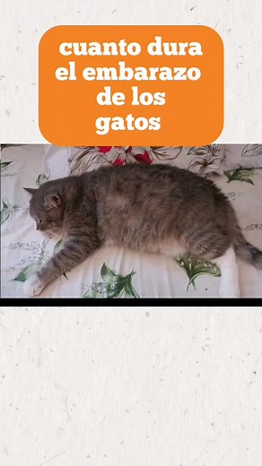 el embarazo de los gatos descubre todo lo que necesitas en este video, te explicaremos cuánto dura el embarazo en los gatos, desde la fertilización hasta el nacimiento. Aprenderás sobre los cambios que experimenta una gata embarazada, cómo identificar si tu gata está embarazada y qué debes hacer para cuidarla durante este periodo tan importante. Además, te daremos consejos sobre cómo preparar la llegada de los gatitos y cómo garantizar su salud y bienestar. #vidafelina #gatosembarazados #gatospr