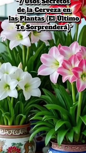 Te uso de las #7 uso de la #cerveza #secreto para tus #planes #conectados.