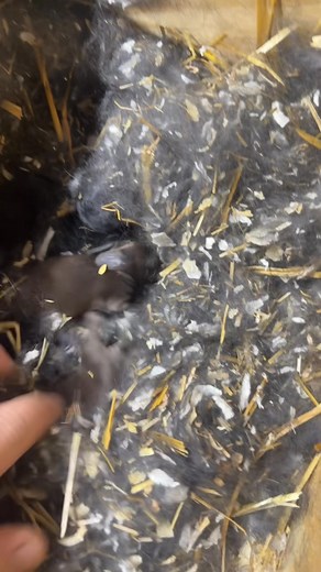 1.6K views | Bouncing Havana babies squeaking and grunting. | PEB Bunnies | Facebook