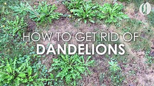 Got a yard full of dandelions? How to get rid of them and regrow grass in their absence. | The Oregonian