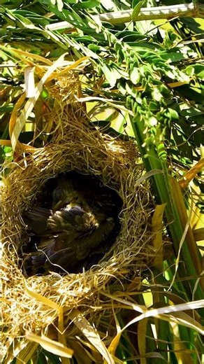 Mother Bird Feed Beautiful Baby In Nest 10077 #birds #birdfeeding