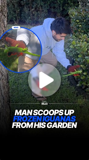 A North Miami resident rescued frozen iguanas from his garden as South Florida grappled with unusually cold temperatures. More than 1,000 iguanas were found by locals after the reptiles fell from trees during the cold snap. #iguanas #northmiami #florida #animalrescue | Daily Mail Australia