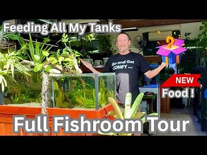 Feeding ALL My Fishroom Tanks With a NEW Fish Food!