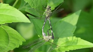Orthetrum sabina Libélulas estão acasalando. Seus: vídeo stock (100% livre de direitos) 3858996299 | Shutterstock
