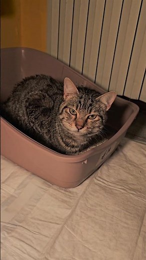 100% NATURAL CAT LITTER WITH BIOKI ZEOLITE