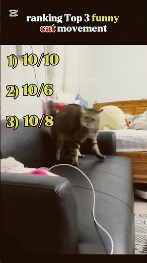 Top 3 Scary Cat Pranks 😹 | Cats Get Scared Compilation #shorts